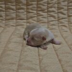 Kibo-male-havanese-puppy-for-sale- (3)