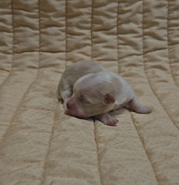 Kibo Havanese Kibo Havanese