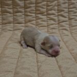 Kibo-male-havanese-puppy-for-sale- (4)