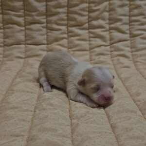 Kibo Havanese Kibo Havanese
