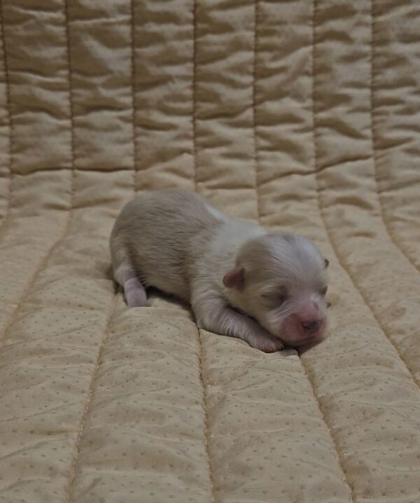 Kibo Havanese Kibo Havanese