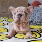 Kingston-male-French-bulldog-puppy-for-sale-1