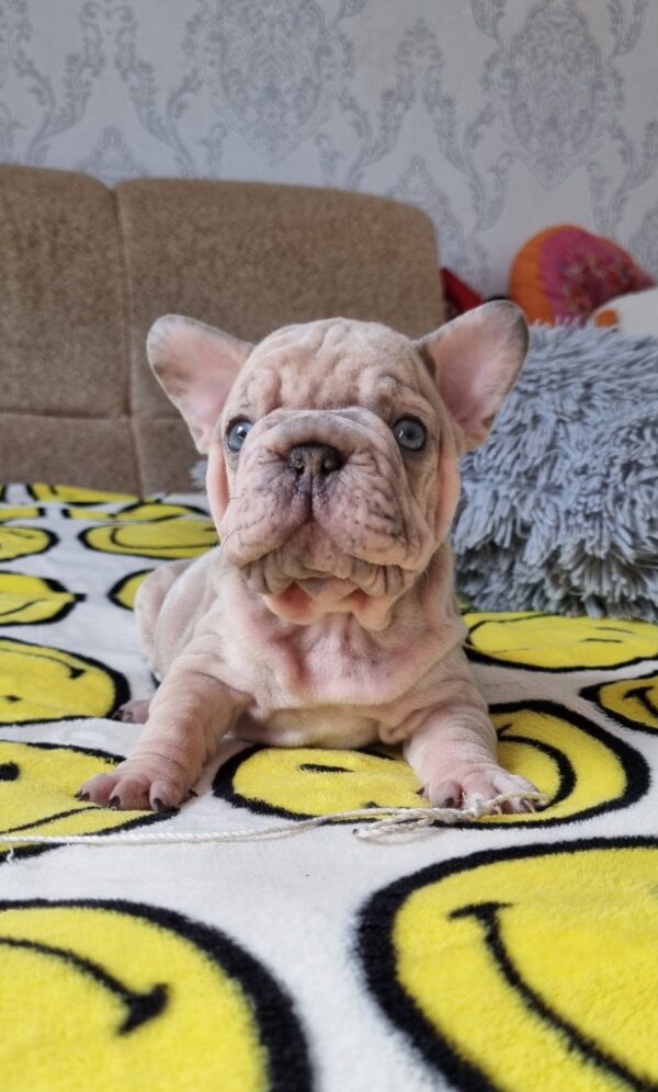 Kingston Big Rope French Bulldog Kingston Big Rope French Bulldog
