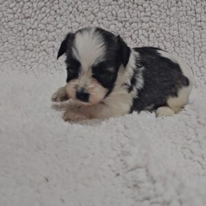 Kira Havanese Kira Havanese