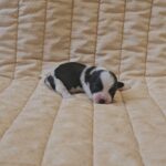 Kira-female-havanese-puppy-for-sale- (1)
