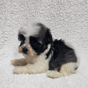 Kira Havanese Kira Havanese