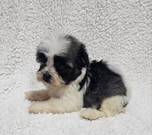 Kira Havanese Kira Havanese