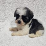 Kira-female-havanese-puppy-for-sale- (2)