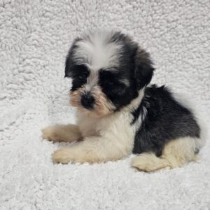 Kira Havanese Kira Havanese