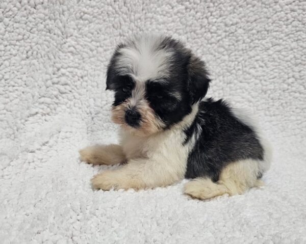 Kira Havanese Kira Havanese