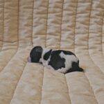 Kira-female-havanese-puppy-for-sale- (3)