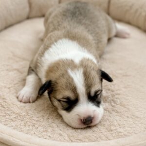 Liam Welsh Corgi Liam Welsh Corgi