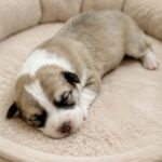 Liam-male-Corgi-puppy-for-sale-3