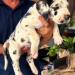 Lirabelle-female-Great-Dane-puppy-for-sale-1