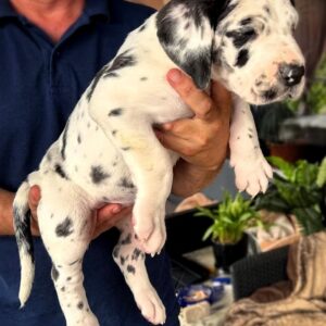 Lirabelle Great Dane Lirabelle Great Dane