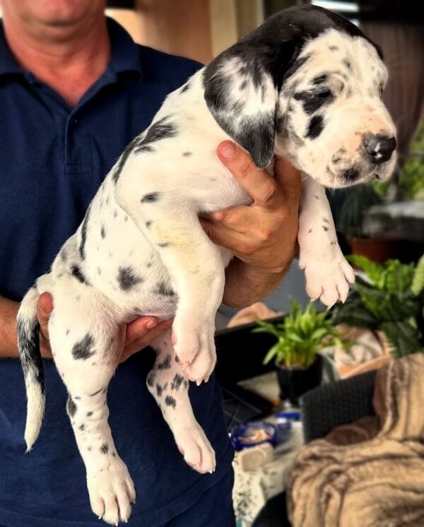 Lirabelle Great Dane Lirabelle Great Dane