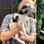 Lirabelle-female-Great-Dane-puppy-for-sale-2
