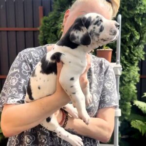 Lirabelle Great Dane Lirabelle Great Dane