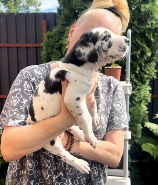 Lirabelle Great Dane Lirabelle Great Dane