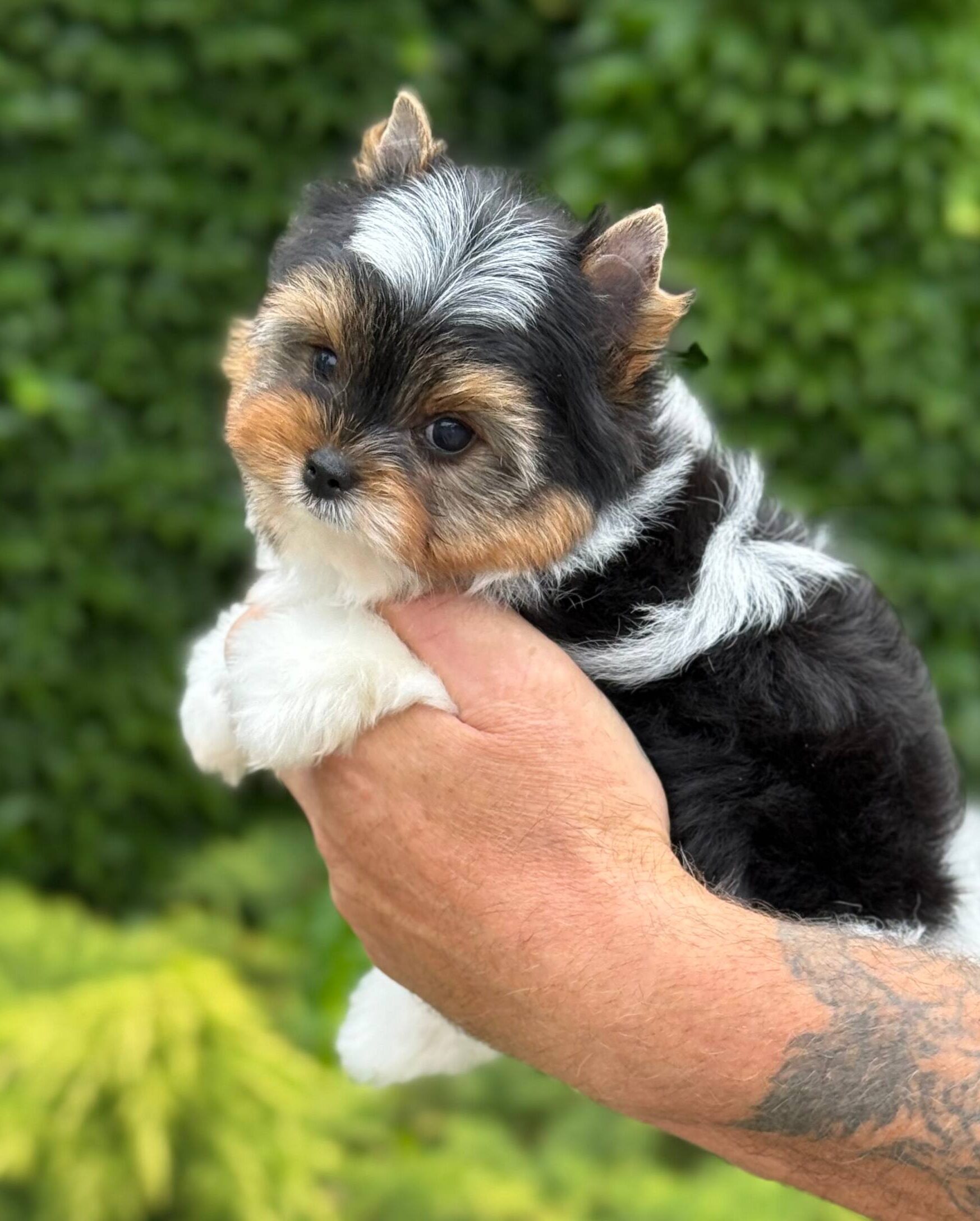 Lorenzo-male-Biewer-puppy-for-sale-2 How to safely buy a puppy online