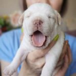 Lorenzo-male-French-bulldog-puppy-for-sale-1