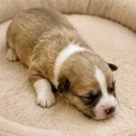 Lorri-female-Corgi-puppy-for-sale-1