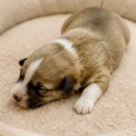 Lorri-female-Corgi-puppy-for-sale-2