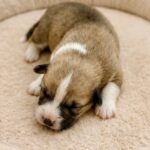 Lorri-female-Corgi-puppy-for-sale-3