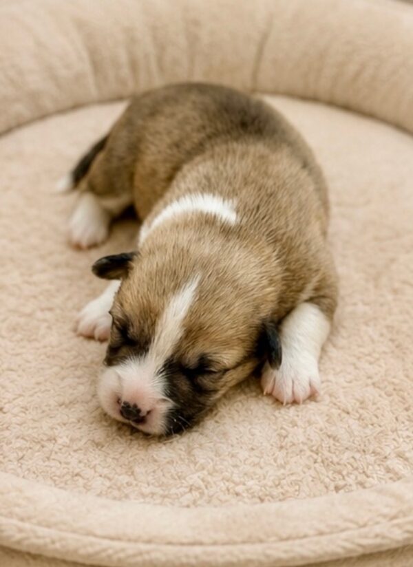 Lorri Welsh Corgi Lorri Welsh Corgi