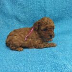 Lovva-female-Poodle-puppy-for-sale-1