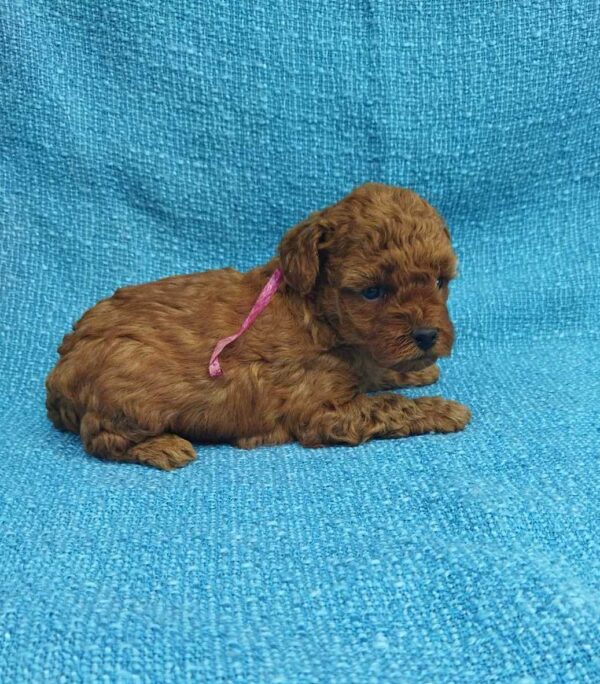 Lovva Toy Poodle Lovva Toy Poodle