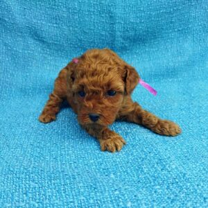 Lovva Toy Poodle Lovva Toy Poodle