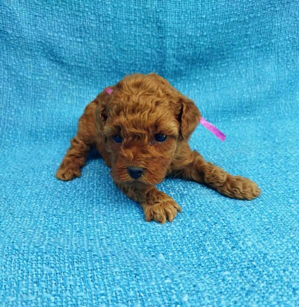 Lovva Toy Poodle Lovva Toy Poodle