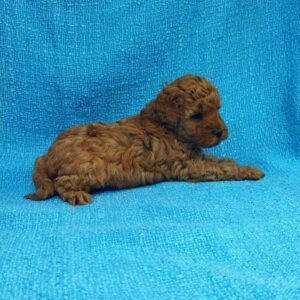 Loyz Toy Poodle Loyz Toy Poodle
