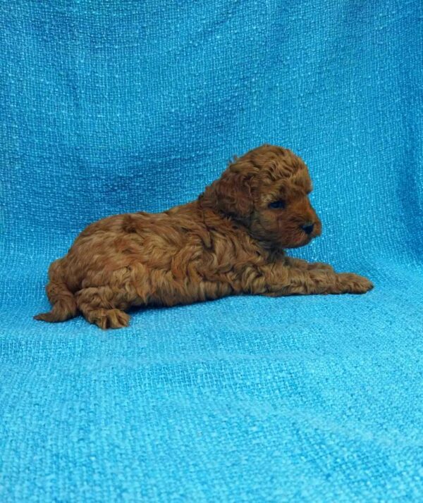 Loyz Toy Poodle Loyz Toy Poodle