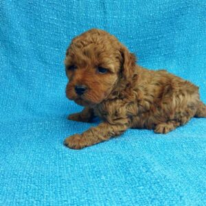 Loyz Toy Poodle Loyz Toy Poodle