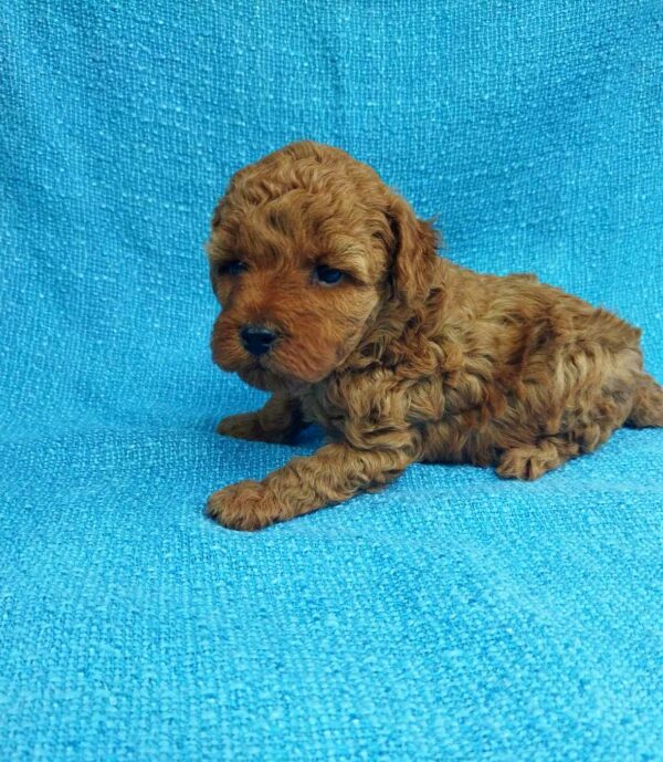 Loyz Toy Poodle Loyz Toy Poodle