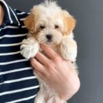 Luna-female-Maltipoo-puppy-for-sale-1