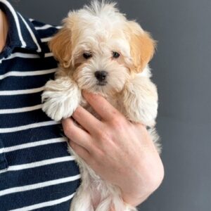Luna Maltipoo Luna Maltipoo