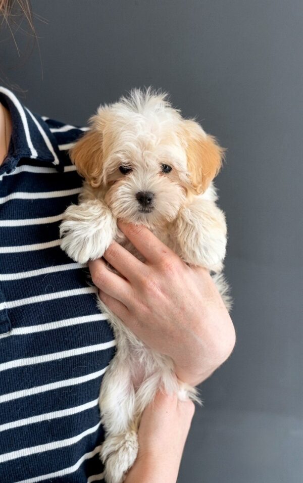 Luna Maltipoo Luna Maltipoo