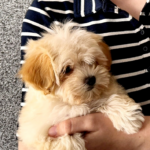 Luna-female-Maltipoo-puppy-for-sale-2