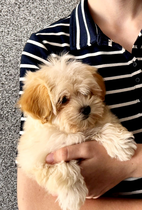 Luna Maltipoo Luna Maltipoo
