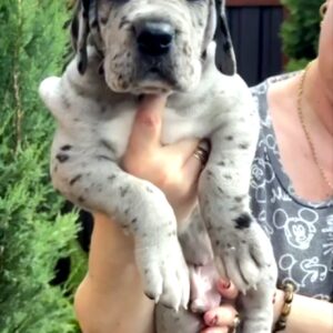 Luther Great Dane Luther Great Dane