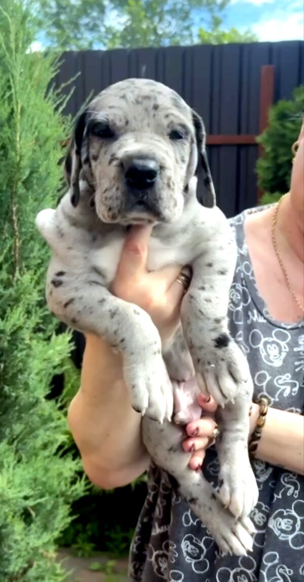 Luther Great Dane Luther Great Dane