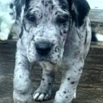 Luther-male-Great-Dane-puppy-for-sale-2