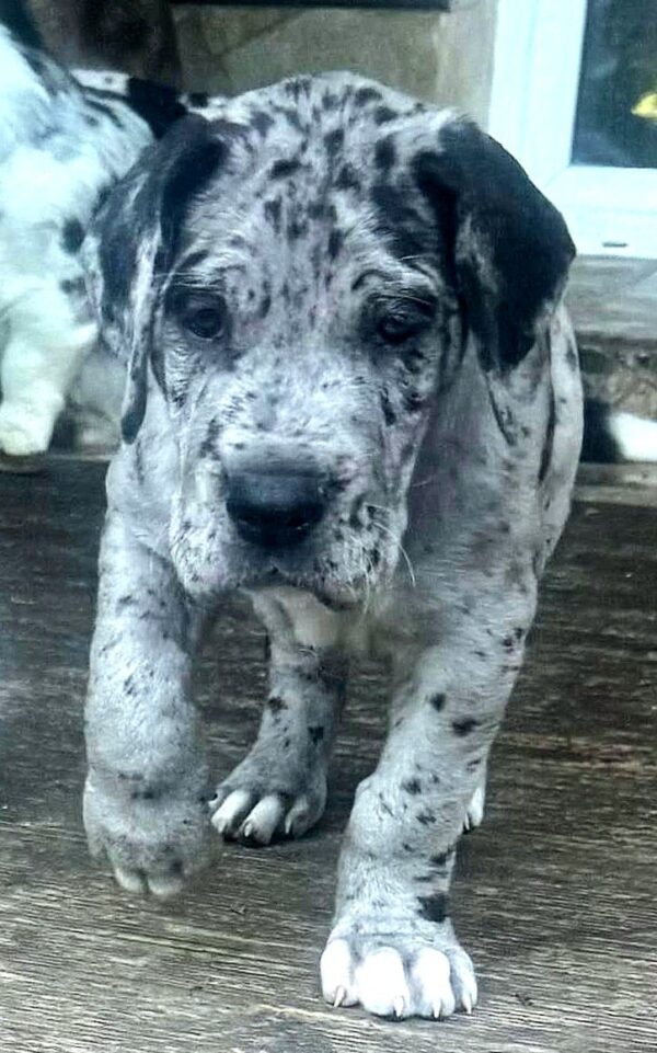 Luther Great Dane Luther Great Dane