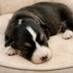 Luxe-male-Corgi-puppy-for-sale-1