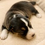 Luxe-male-Corgi-puppy-for-sale-2