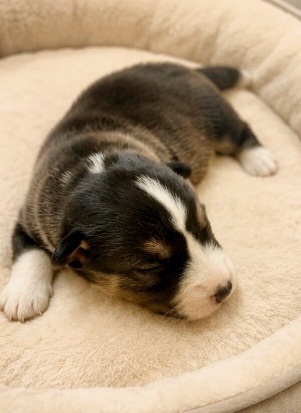 Luxe Welsh Corgi Luxe Welsh Corgi