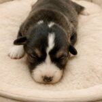 Luxe-male-Corgi-puppy-for-sale-3